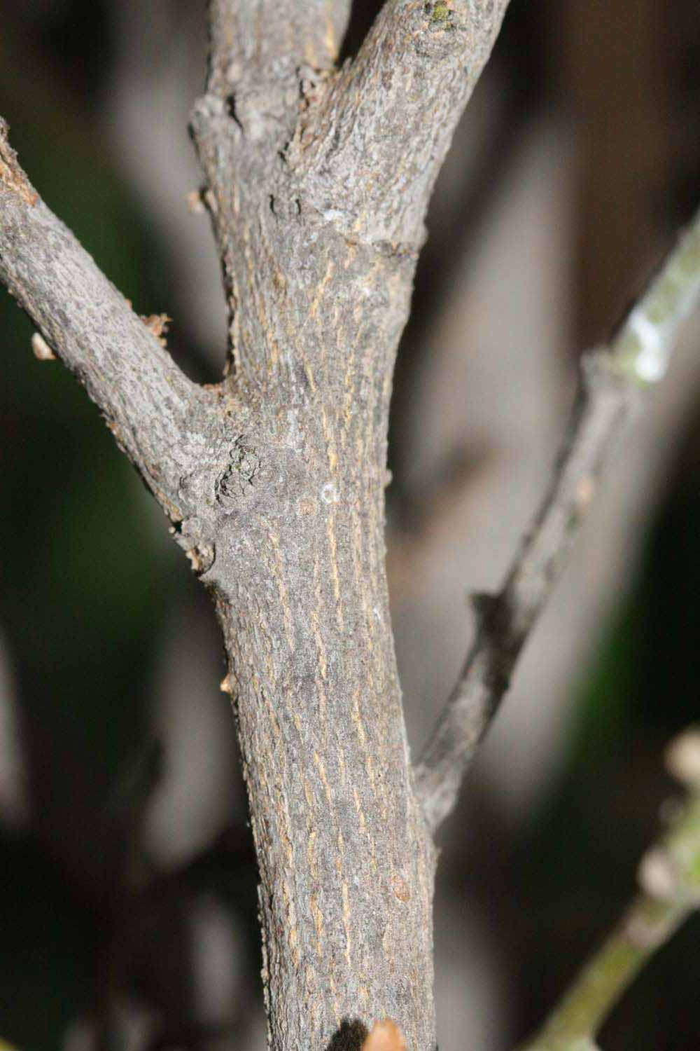              Second - third year twig (Riverside, CA)       